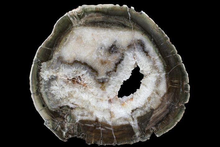 Triassic Petrified Wood (Woodworthia) Round - Zimbabwe #167944